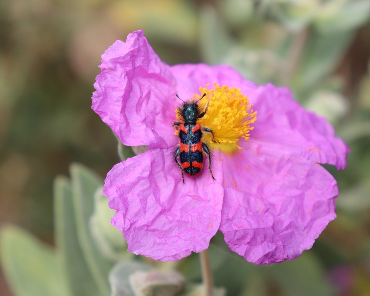 Полосатый жук сидит на розовом цветке