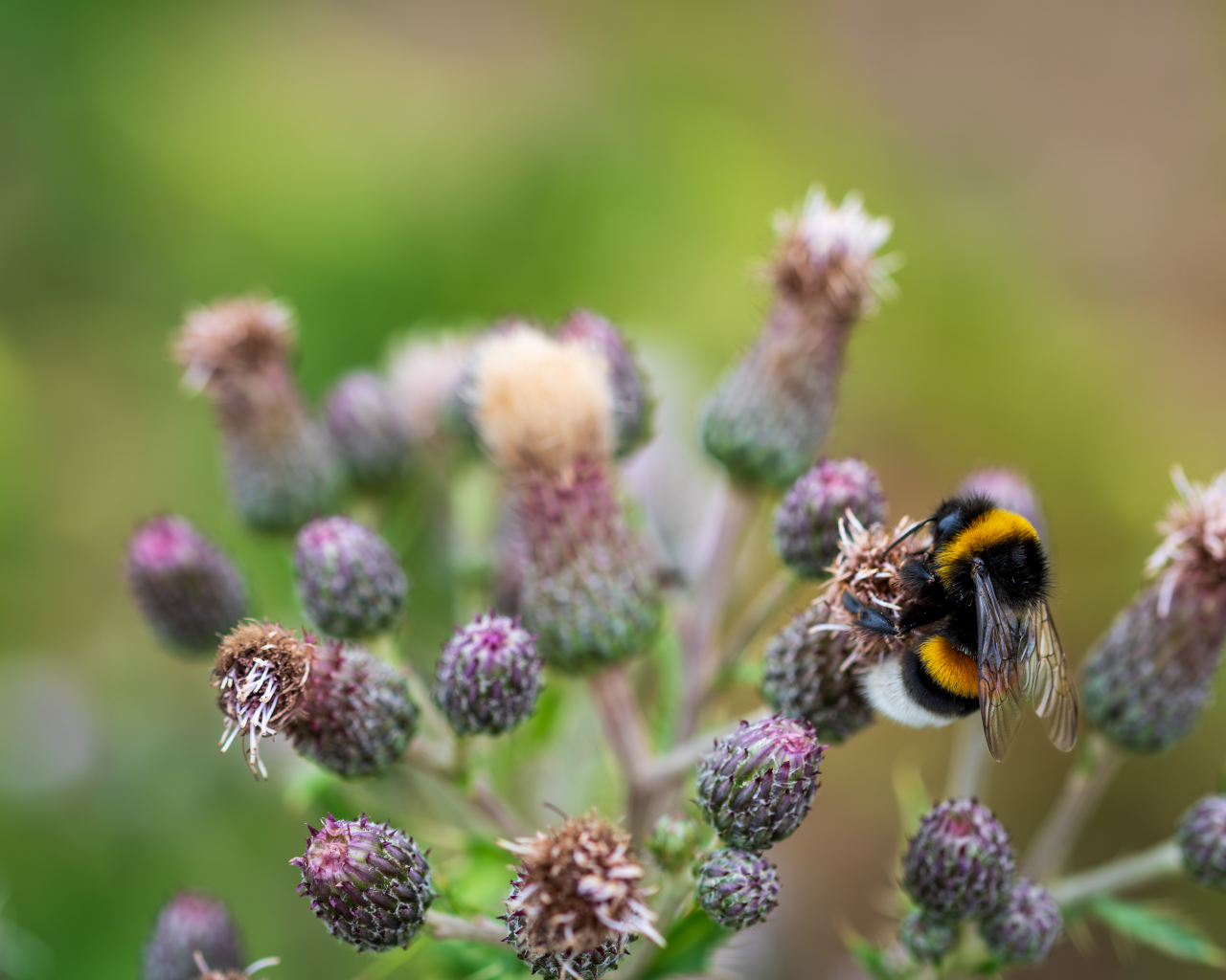 Полосатый шмель сидит на колючем цветке