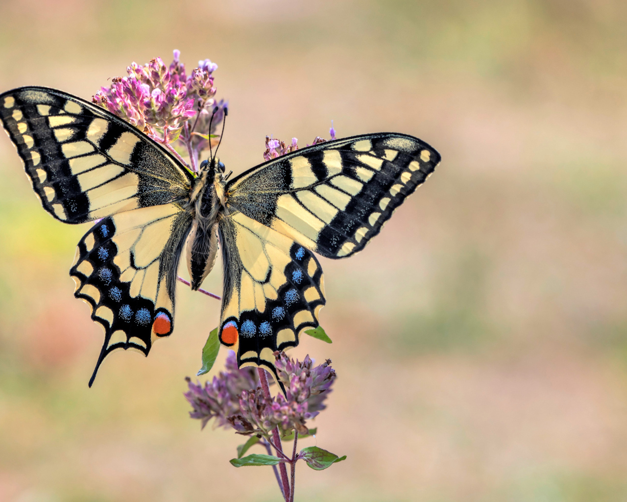 Бабочка махаон сидит на розовом цветке 
