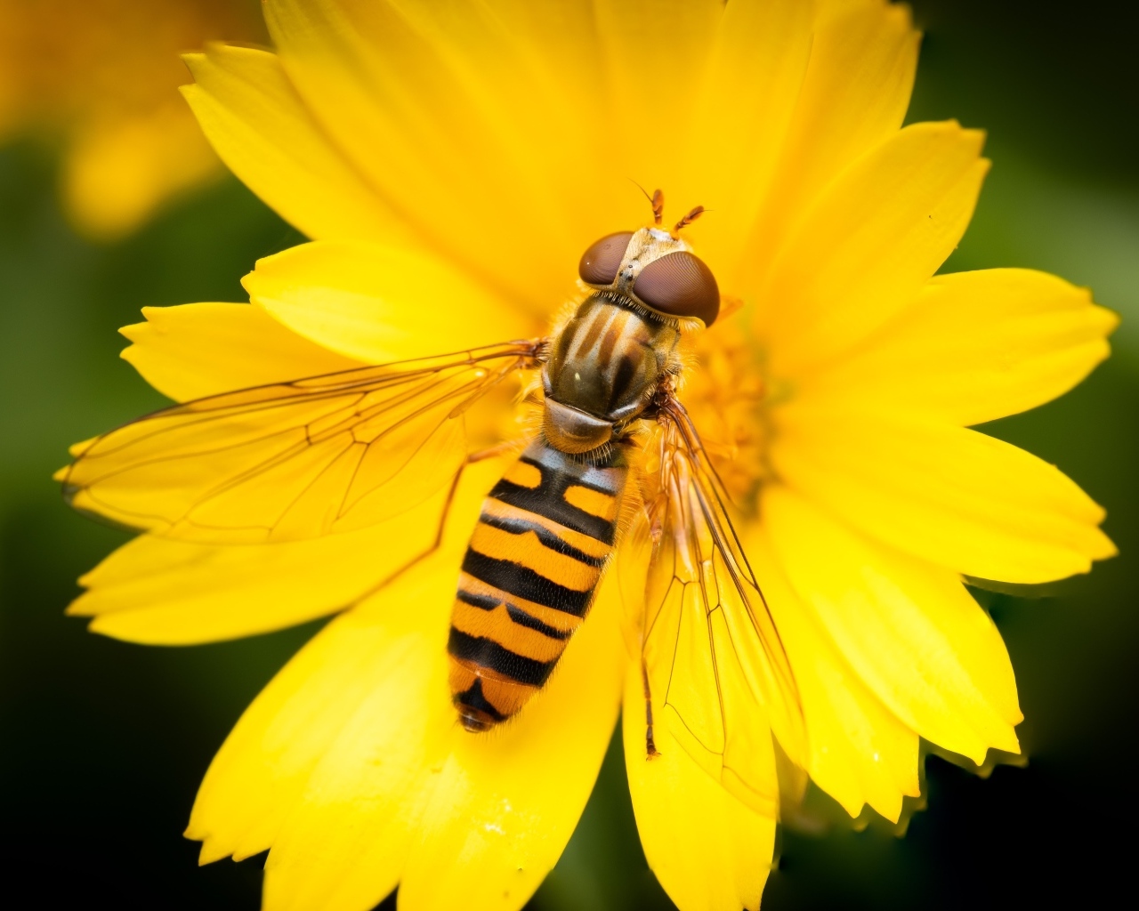 Жужжалка сидит на желтом цветке
