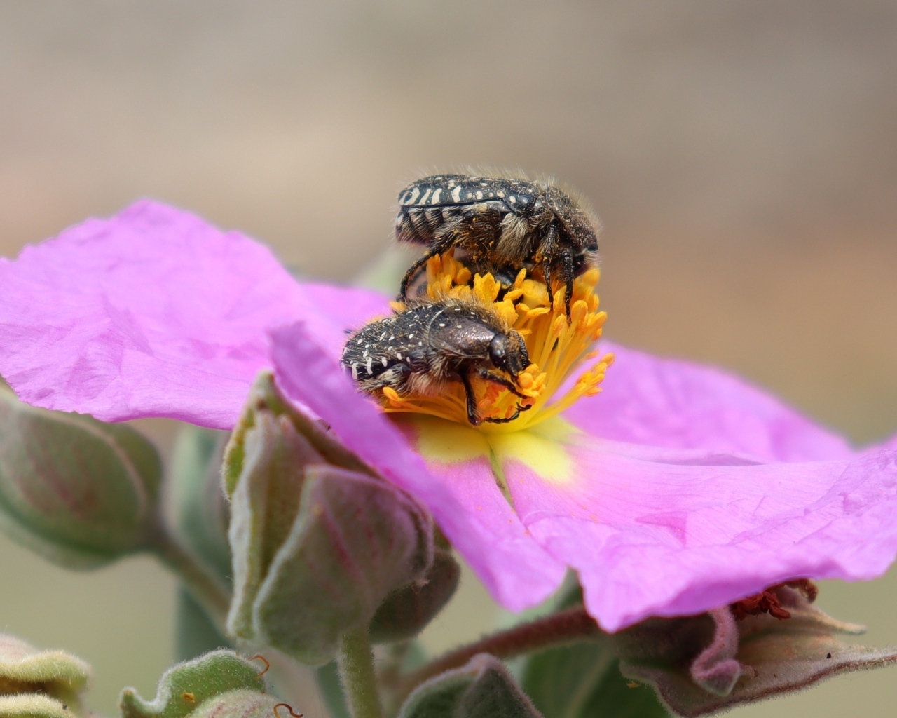 Два черных жука на розовом цветке