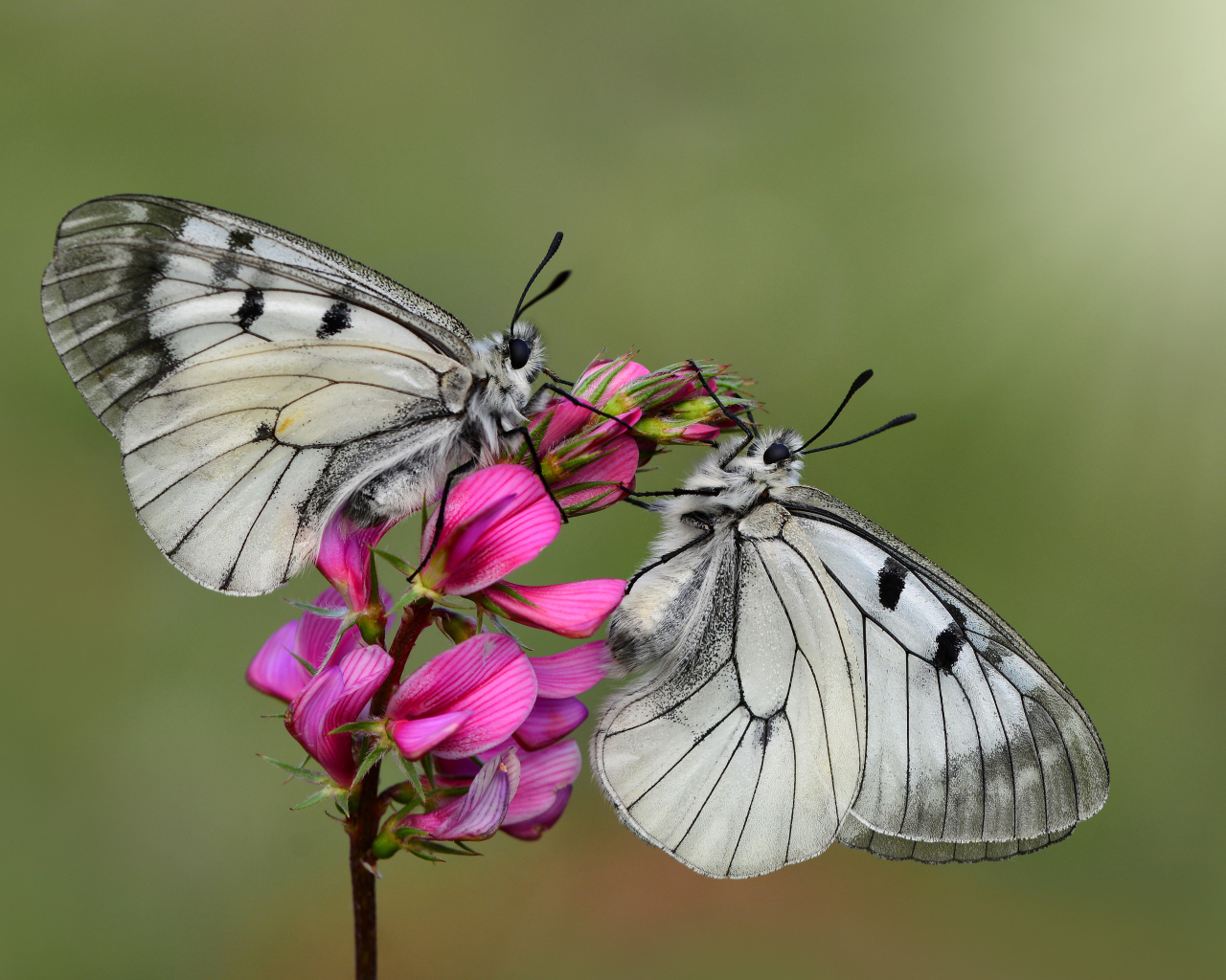 Две бабочки капустницы сидят на розовом цветке