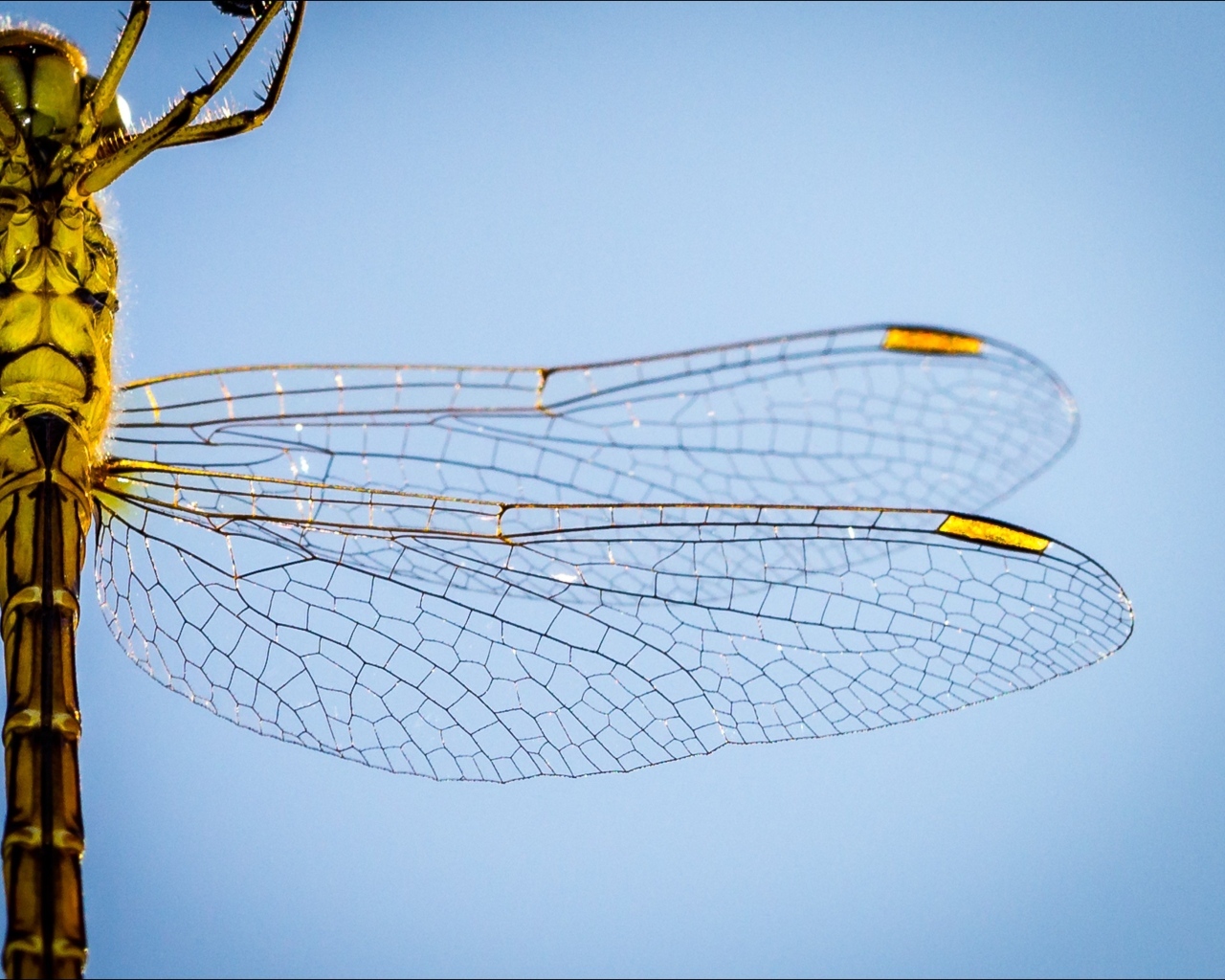 Два прозрачных крыла у большой стрекозы на голубом фоне