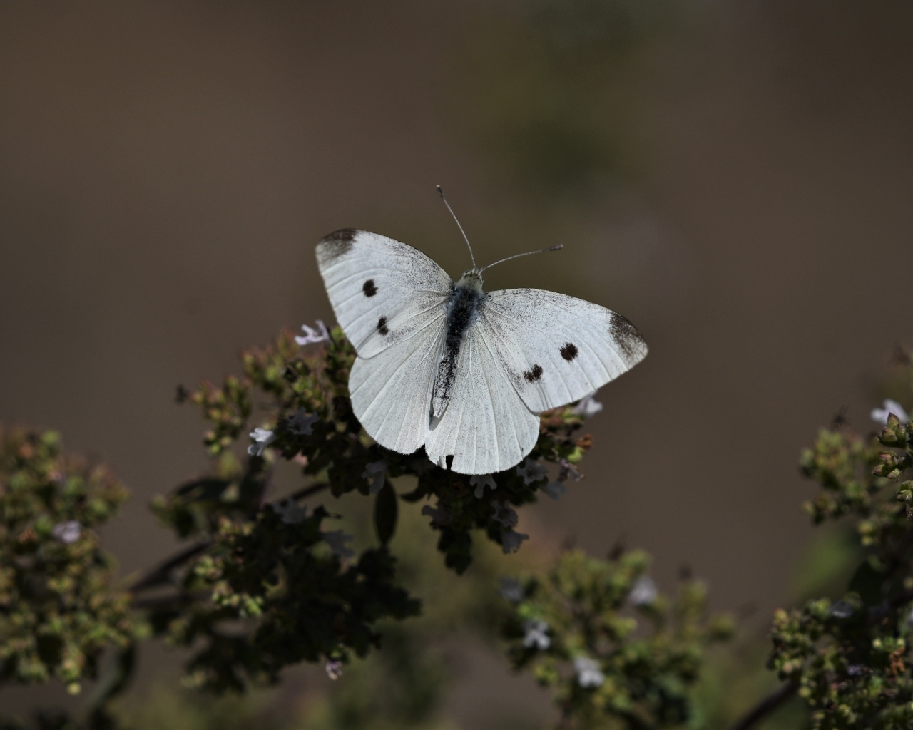 Белая бабочка капустница сидит на растении