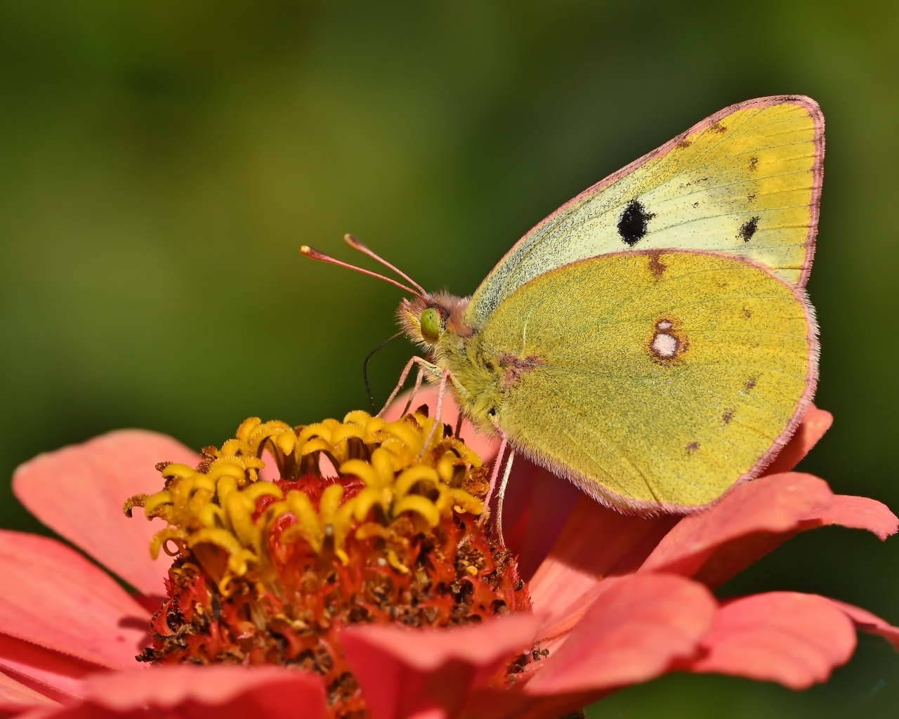 Желтая бабочка сидит на розовом цветке циннии 