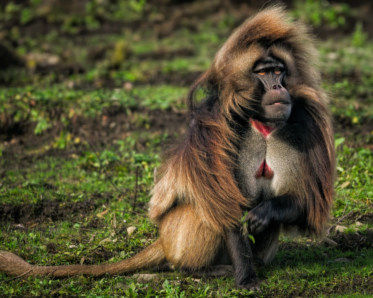 Бабуин сидит на траве