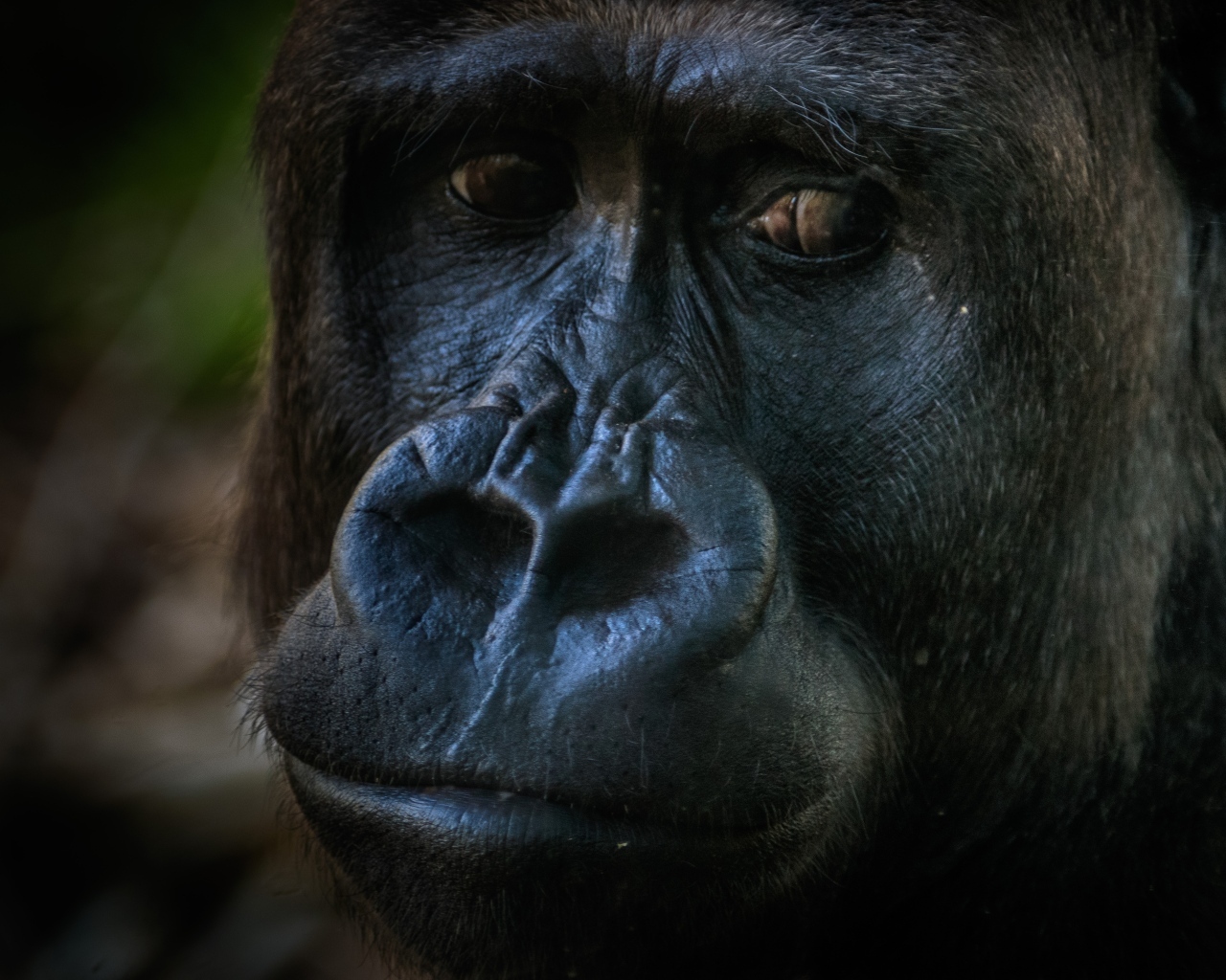 Большая грустная черная горилла