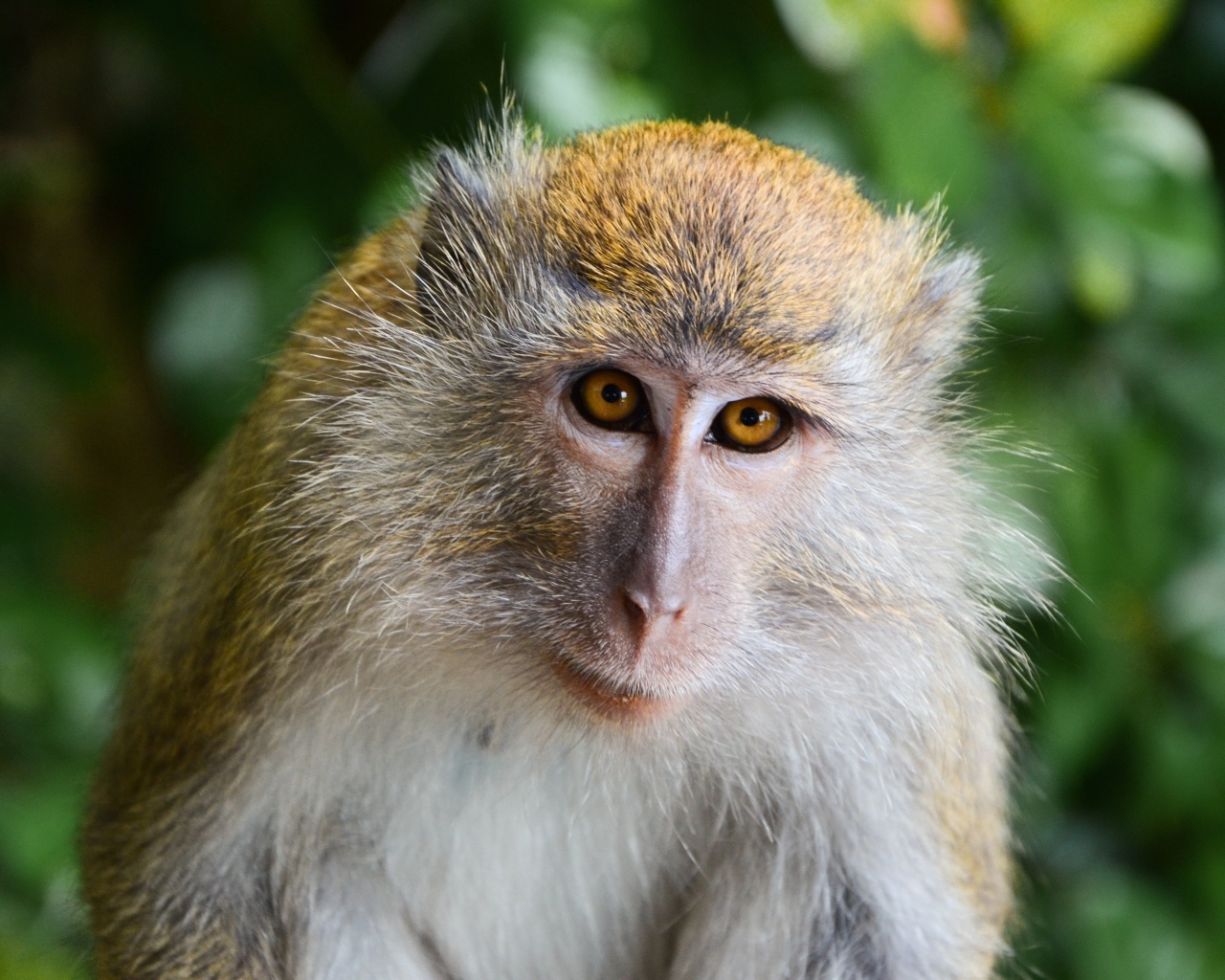 Взгляд большой макаки вблизи