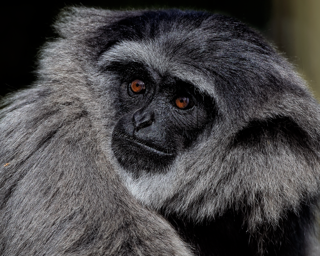 Большой серебристый гиббон крупным планом