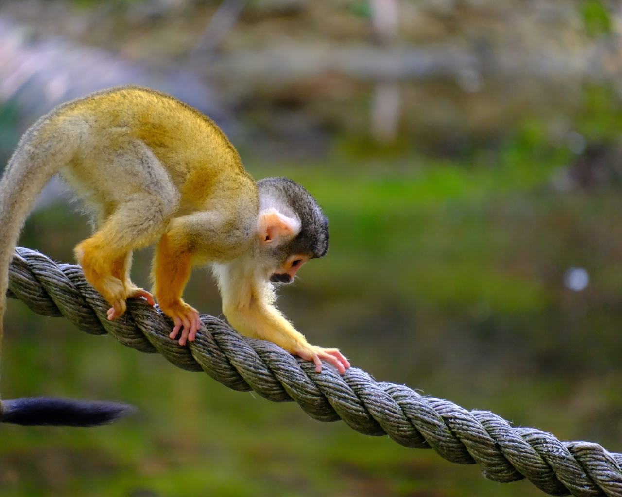 Маленькая обезьянка на канате