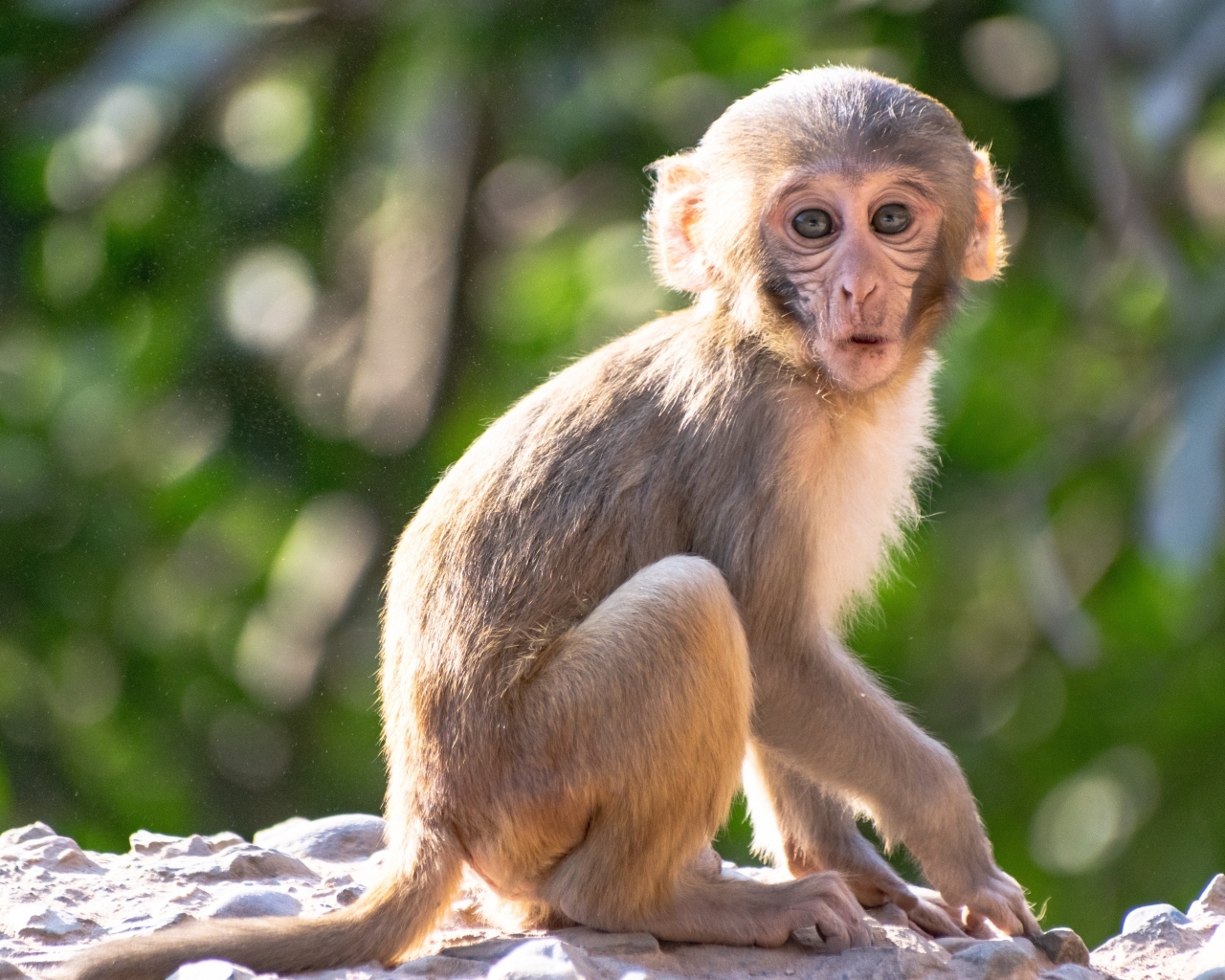 Маленькая обезьяна сидит на камне