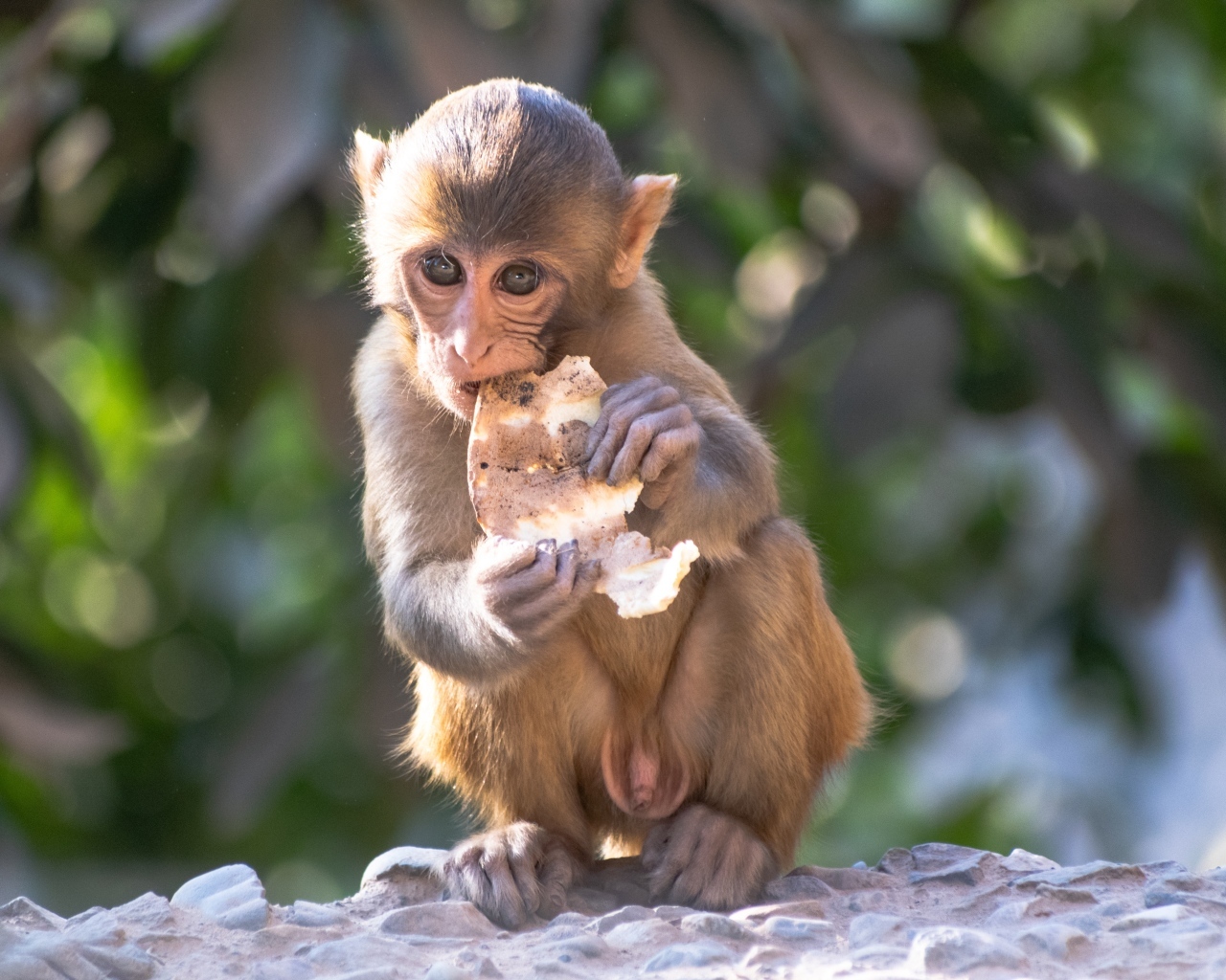 Маленькая обезьянка с едой