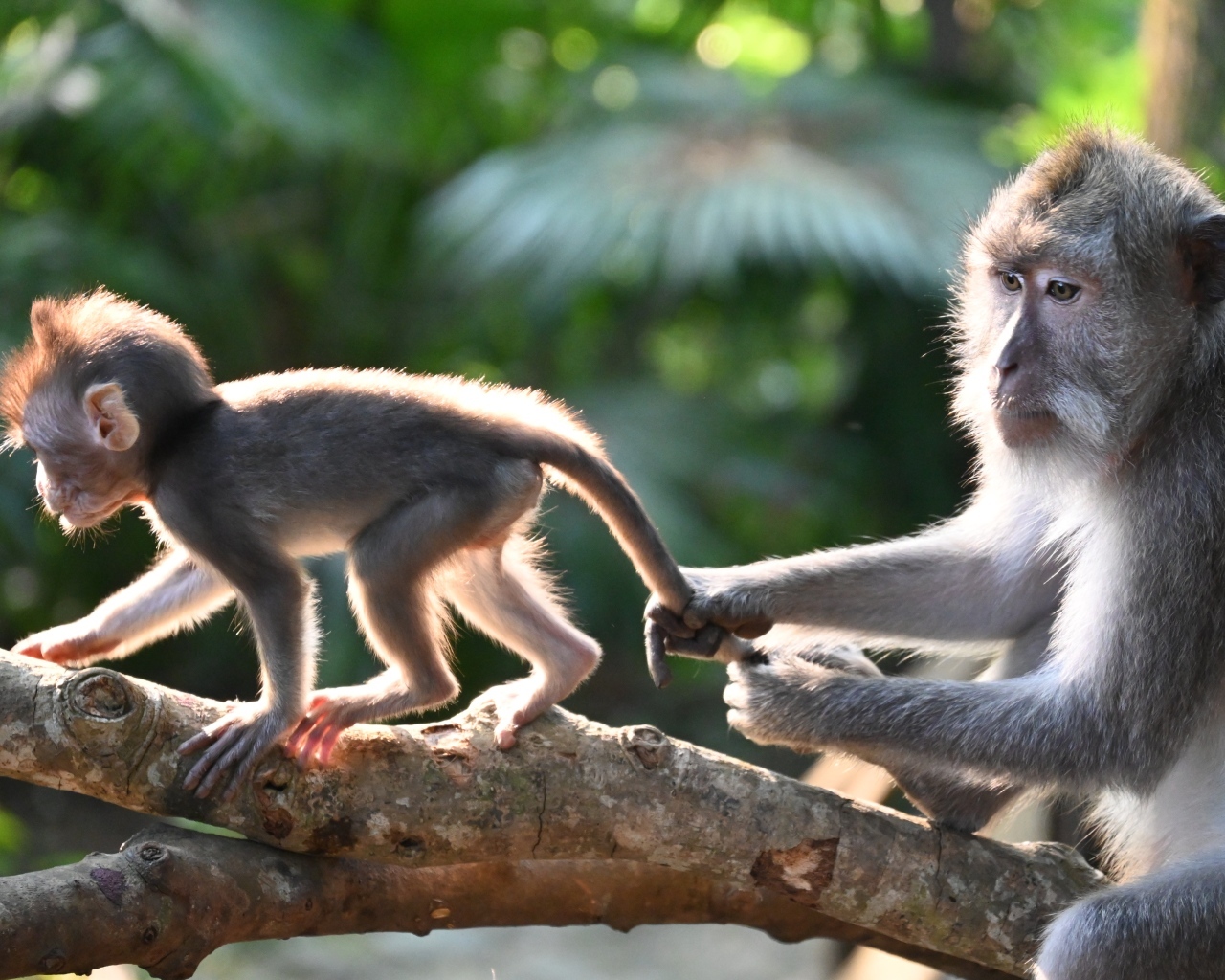 Макака с детенышем на ветке дерева