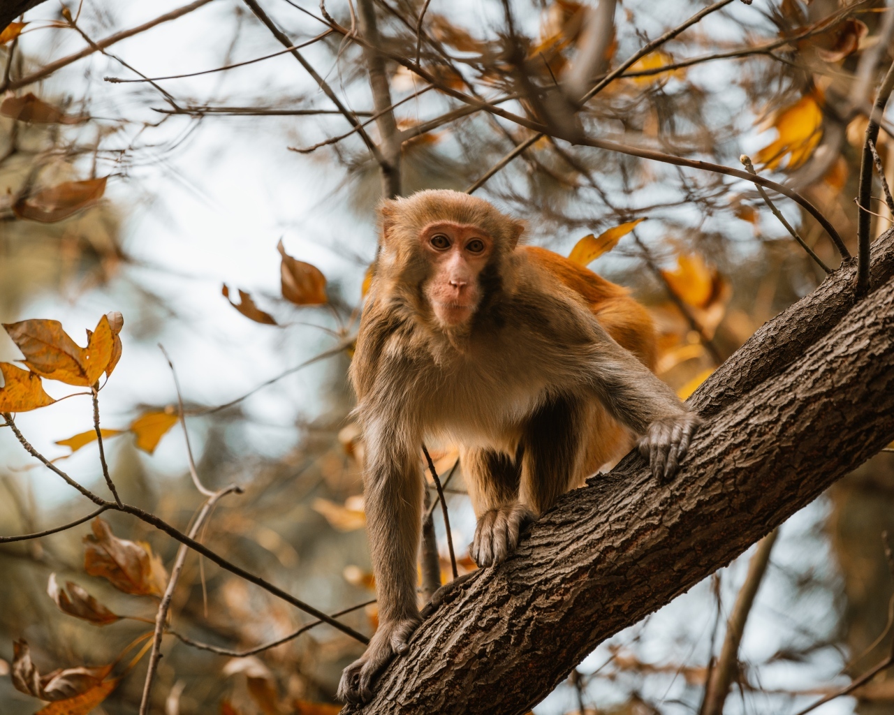 Обезьяна на дереве в ветках