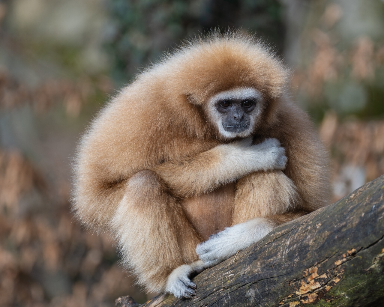 Грустный гиббон сидит на ветке