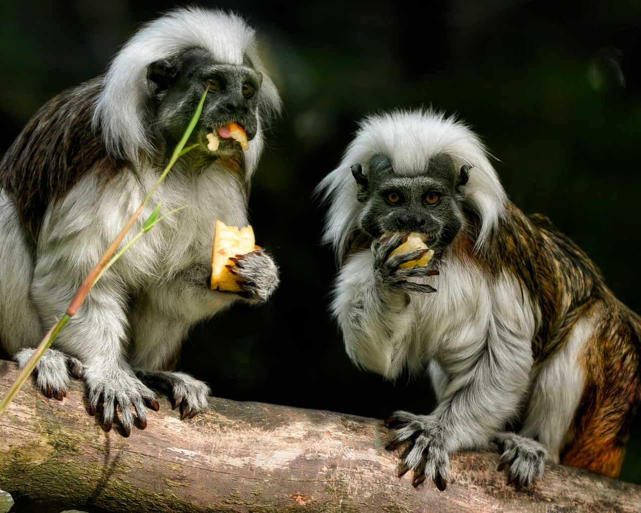 Две обезьяны хлопковый тамарин