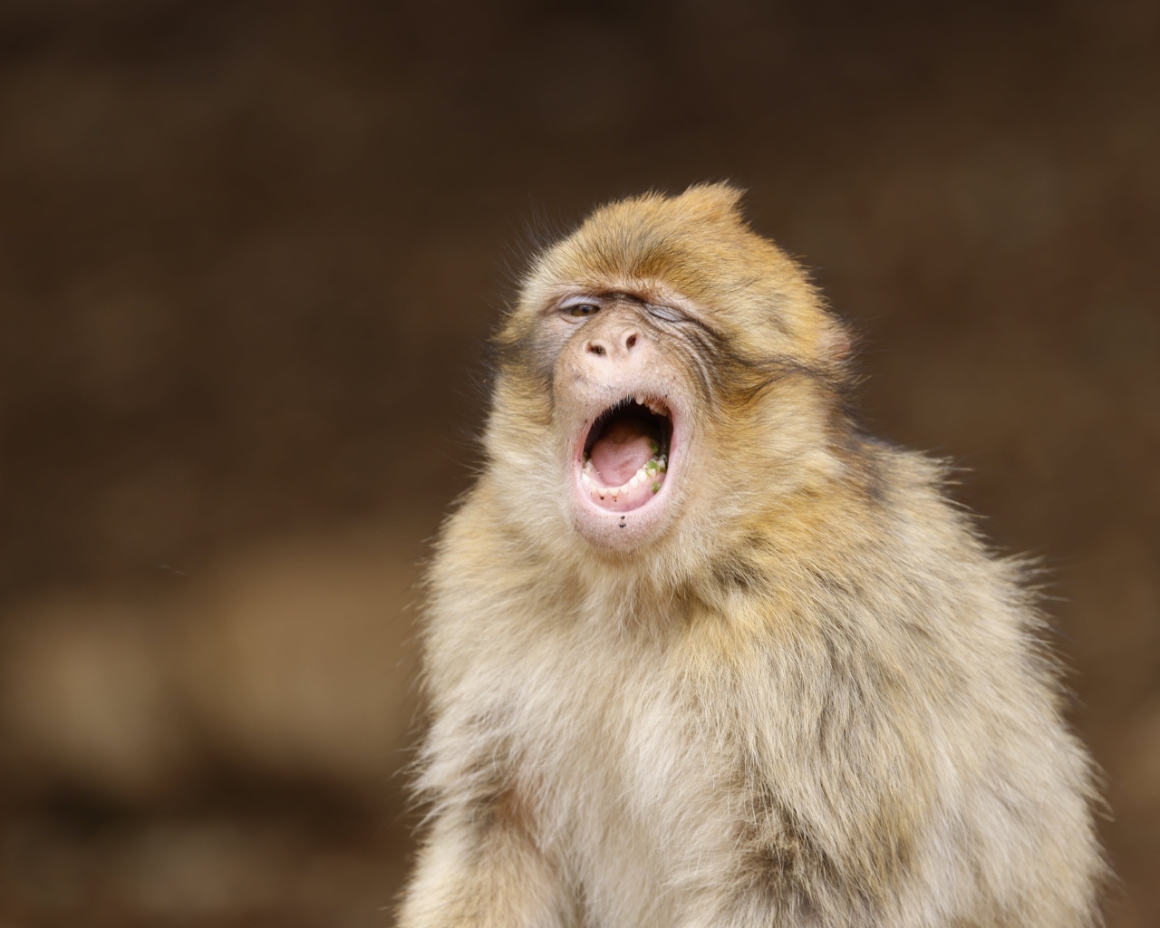 Зевающая обезьяна крупным планом