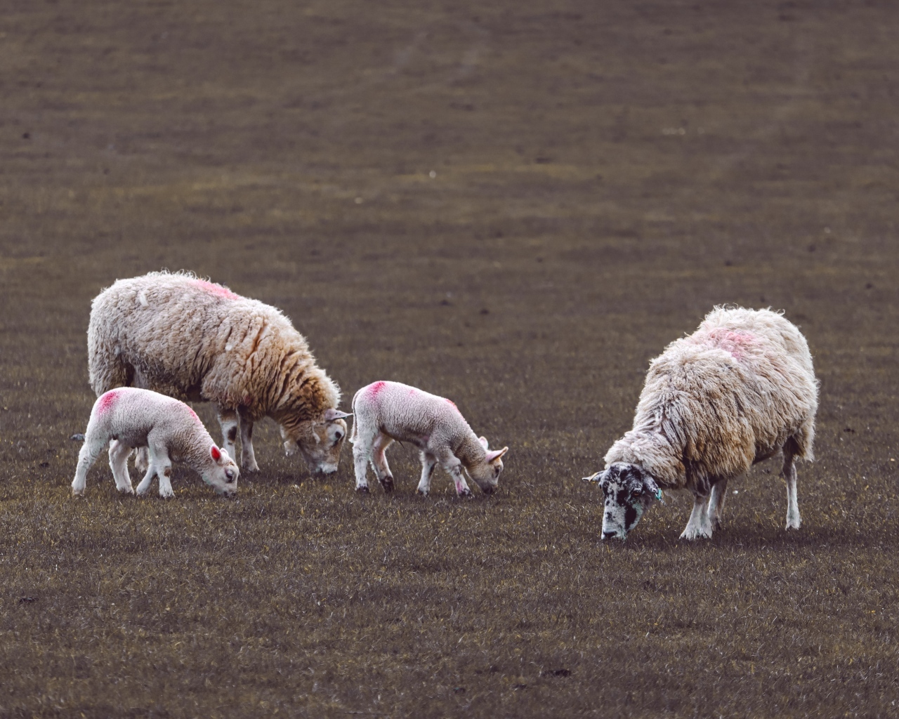 Стадо овец пасется на поле