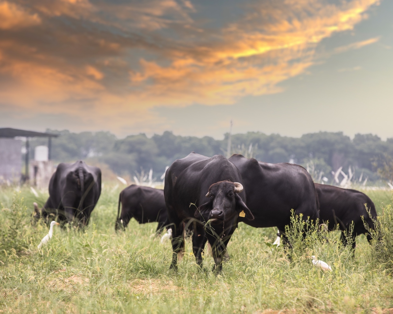 Большие черные быки на фоне неба