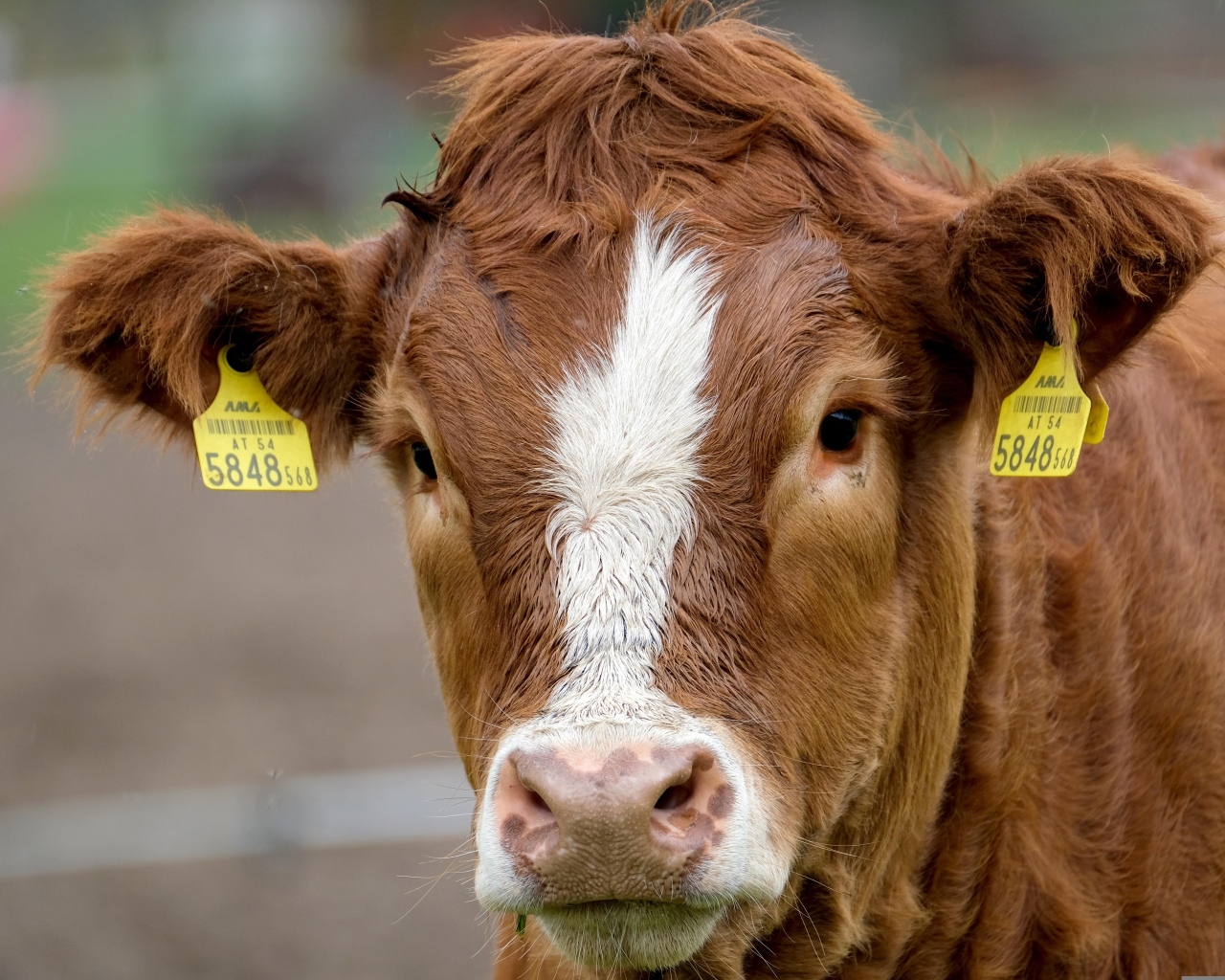 Большая коричневая корова на ферме