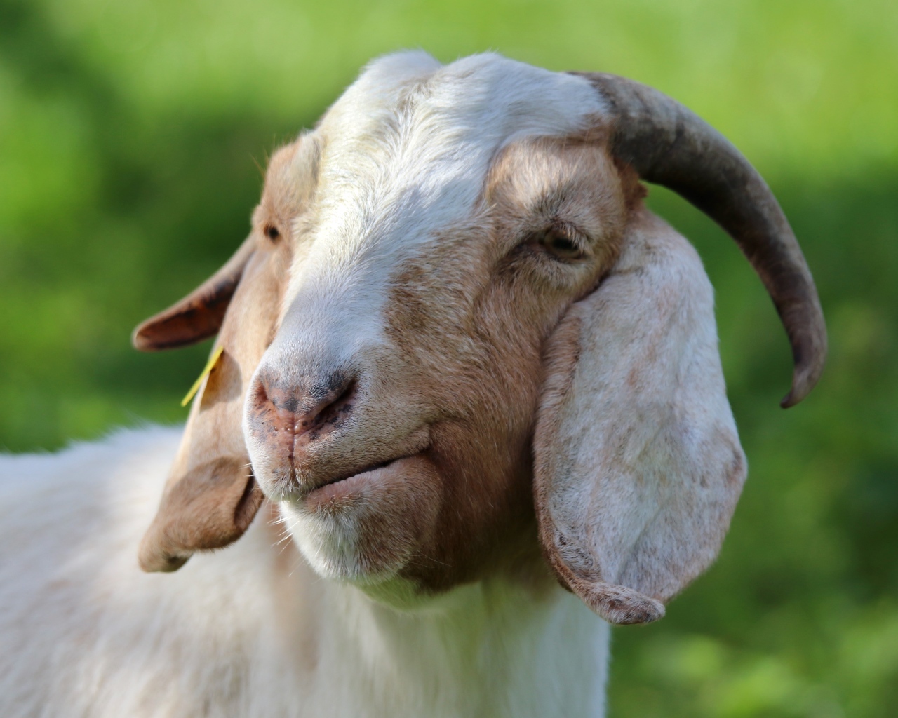 Большая рогатая коза с длинными ушами