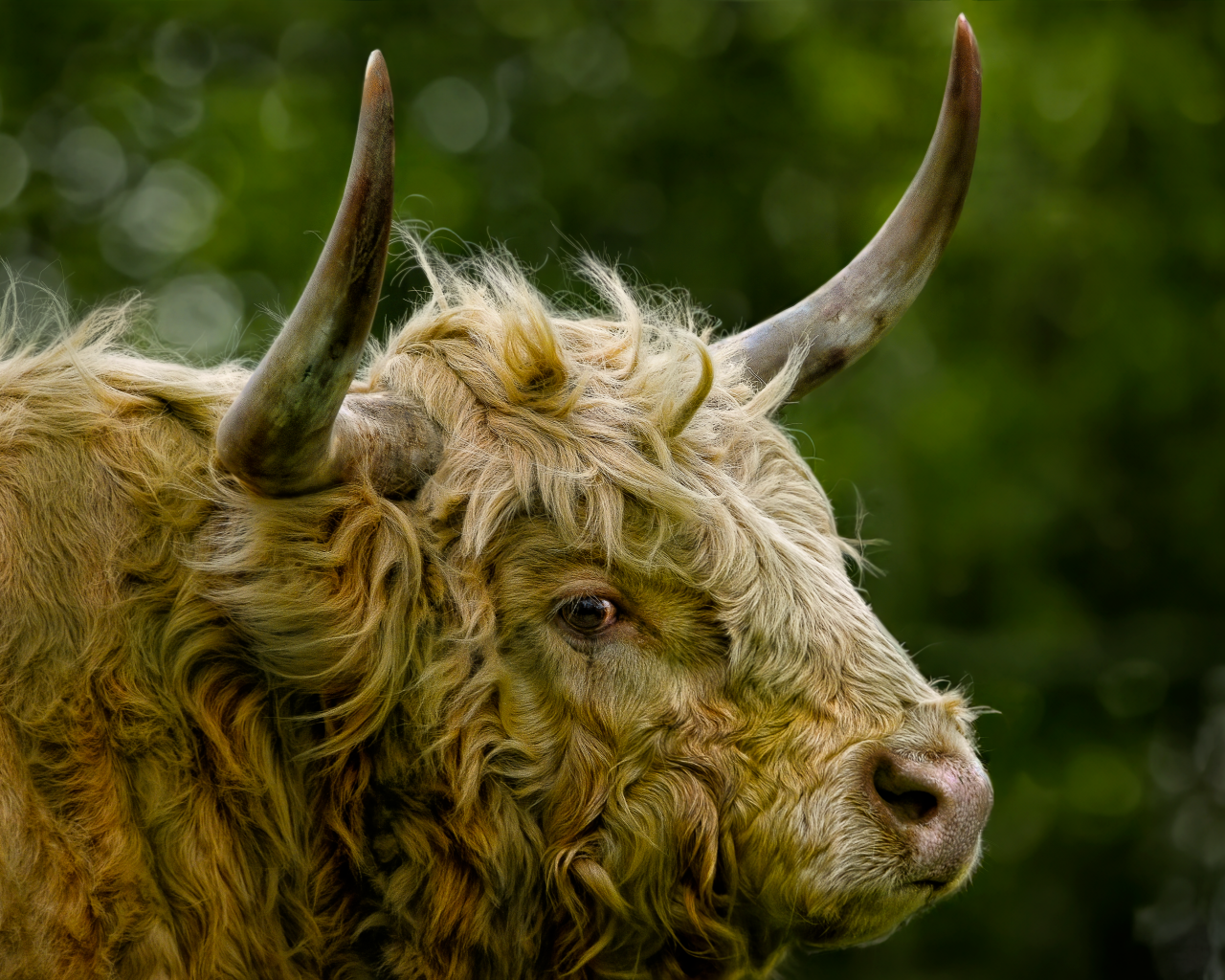 Большой лохматый бык с большими рогами