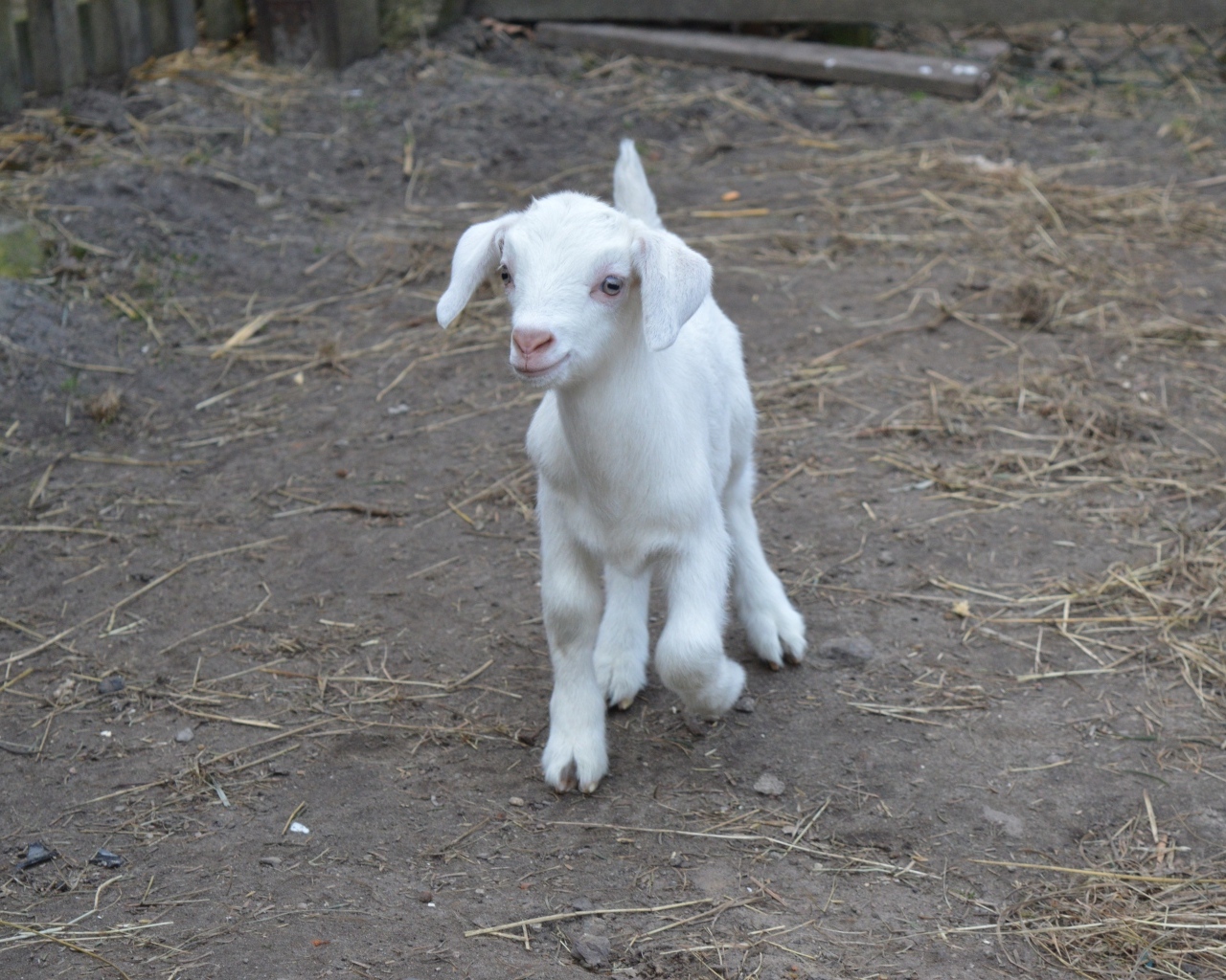 Милый маленький белый козленок