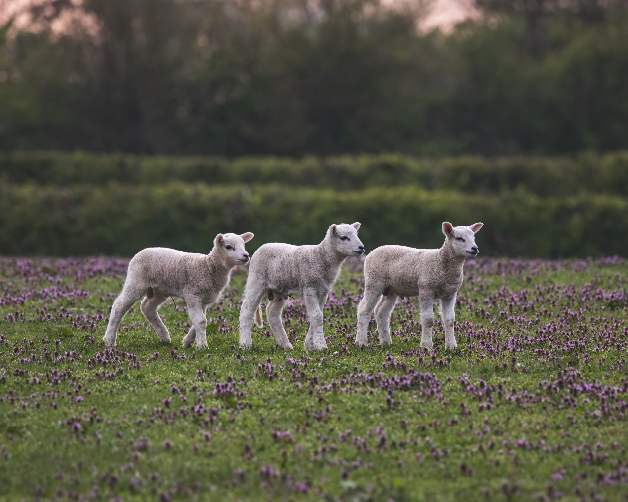 Маленькие овечки на поле с цветами