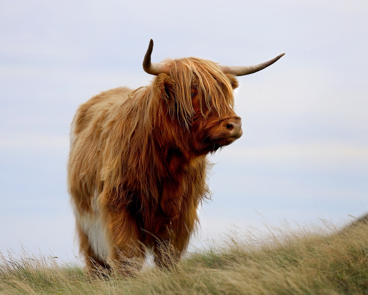 Лохматая высокогорная корова