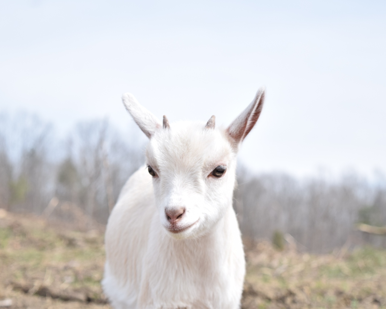 Белый домашний козленок с маленькими рожками