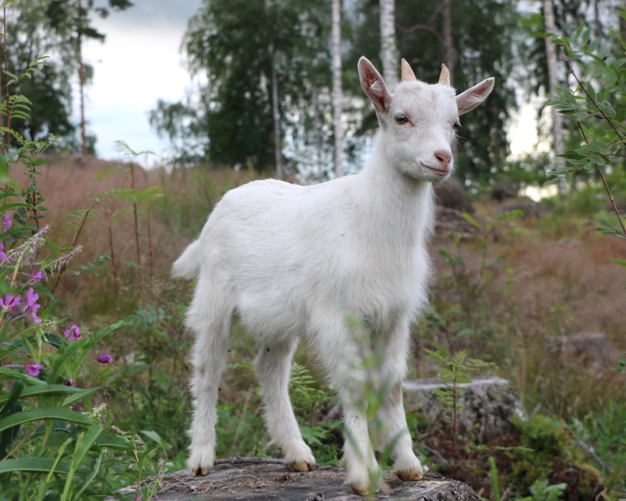 Белый козленок стоит на камне