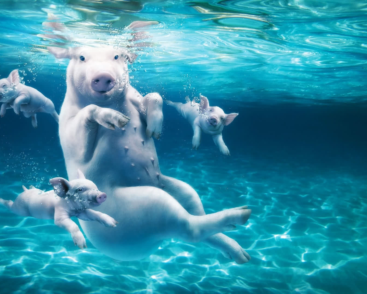 Розовые свиньи плавают в воде