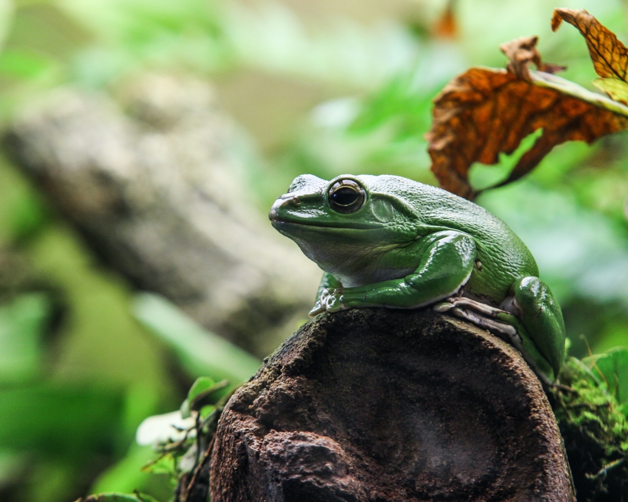 Большая зеленая лягушка сидит на камне