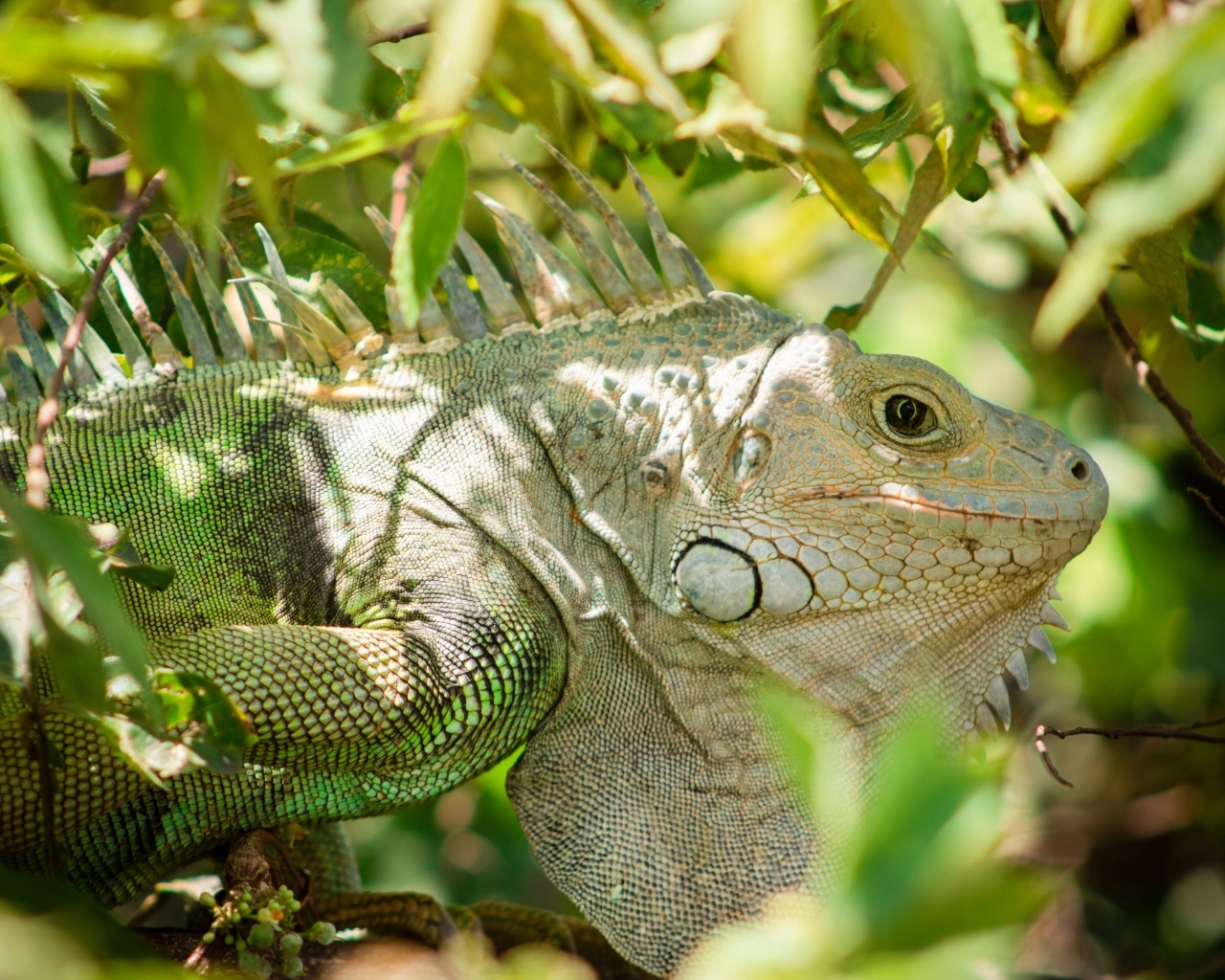 Большая зеленая игуана сидит в ветках дерева