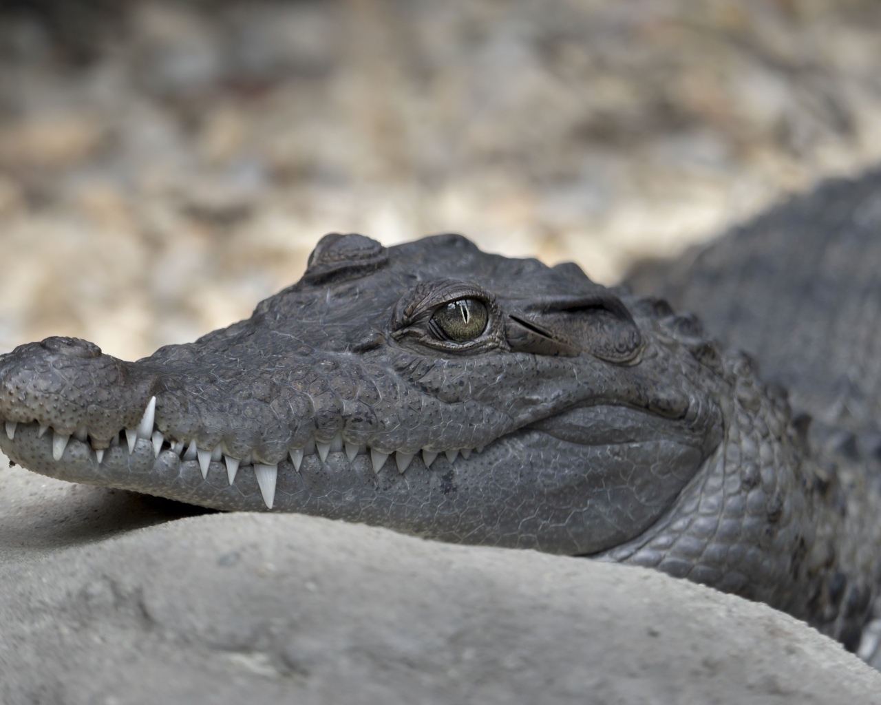 Аллигатор с острыми клыками крупным планом