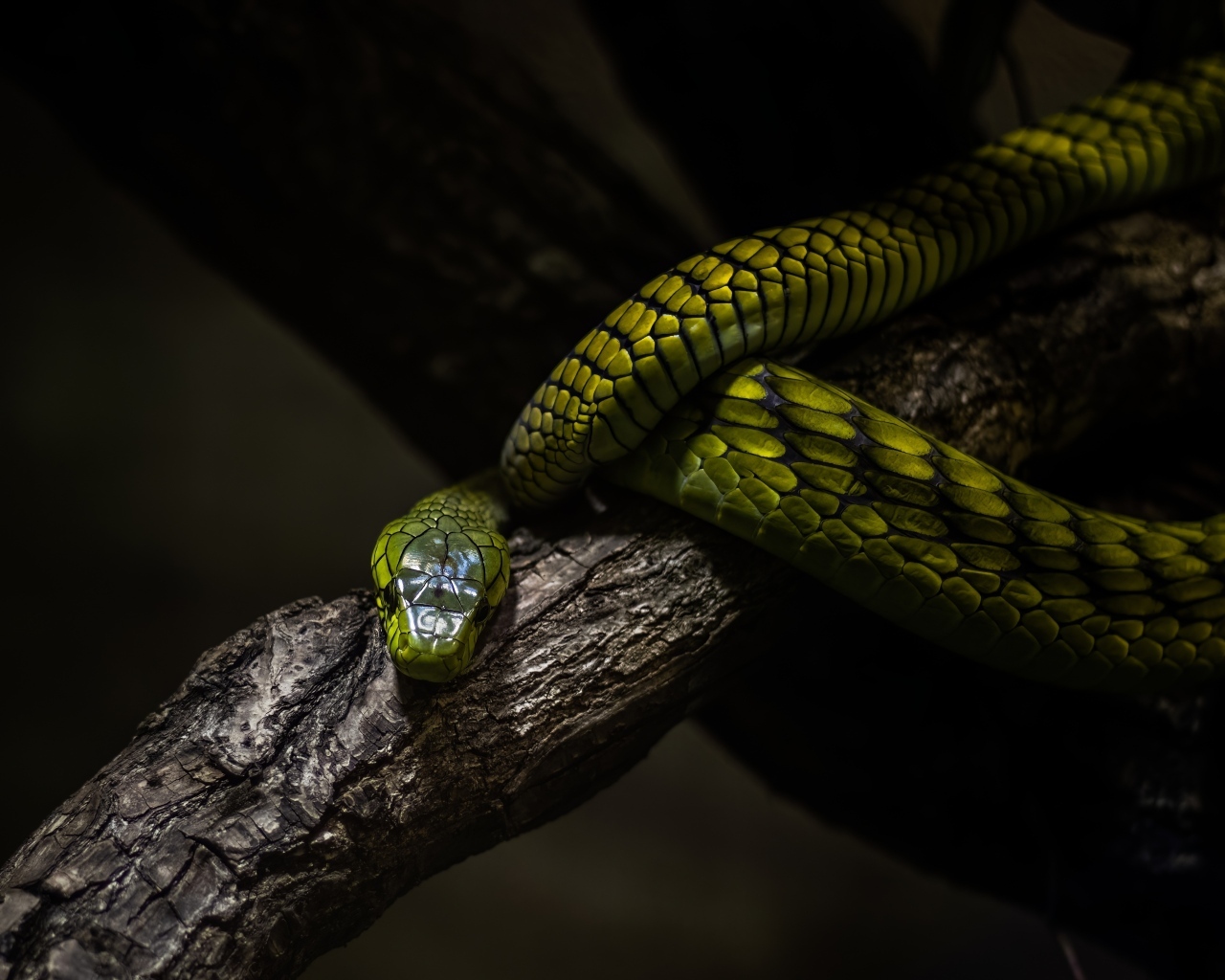 Красивая зеленая змея на ветке