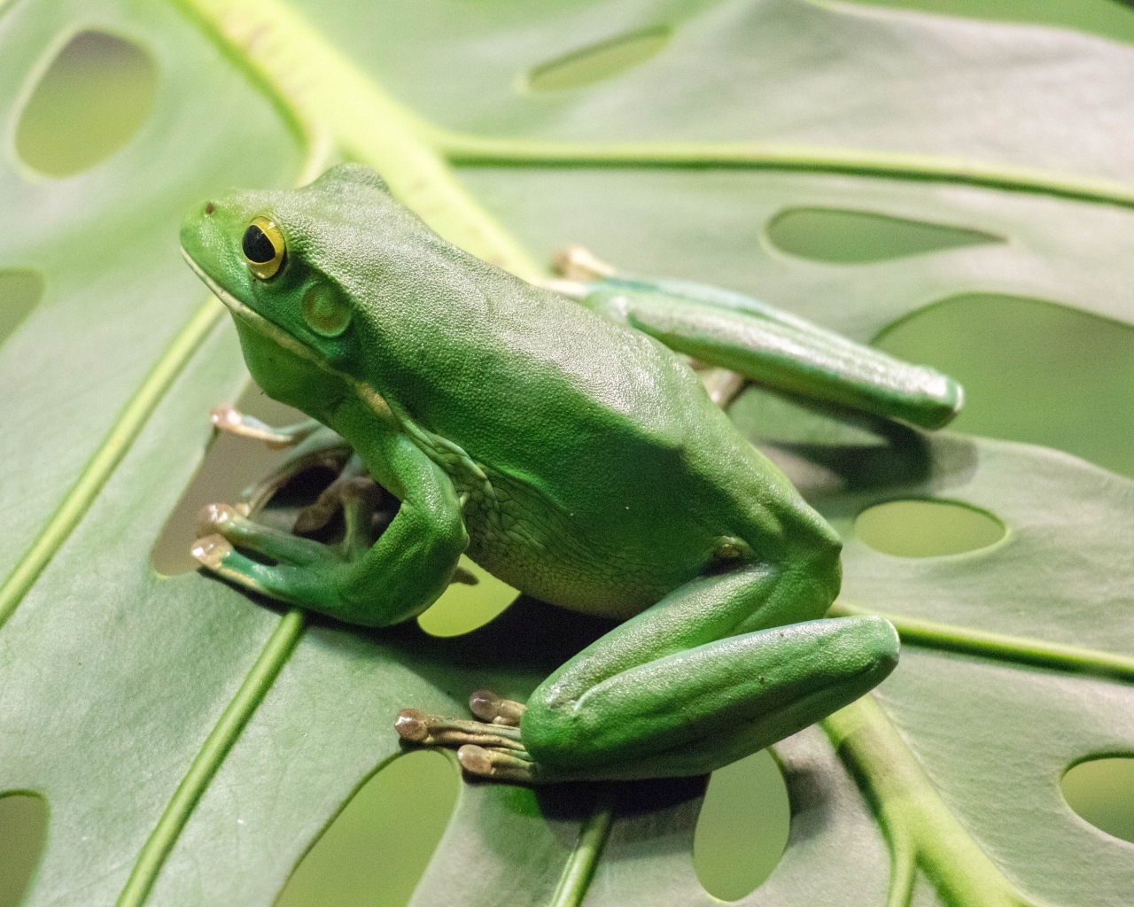 Большая зеленая лягушка сидит на листе