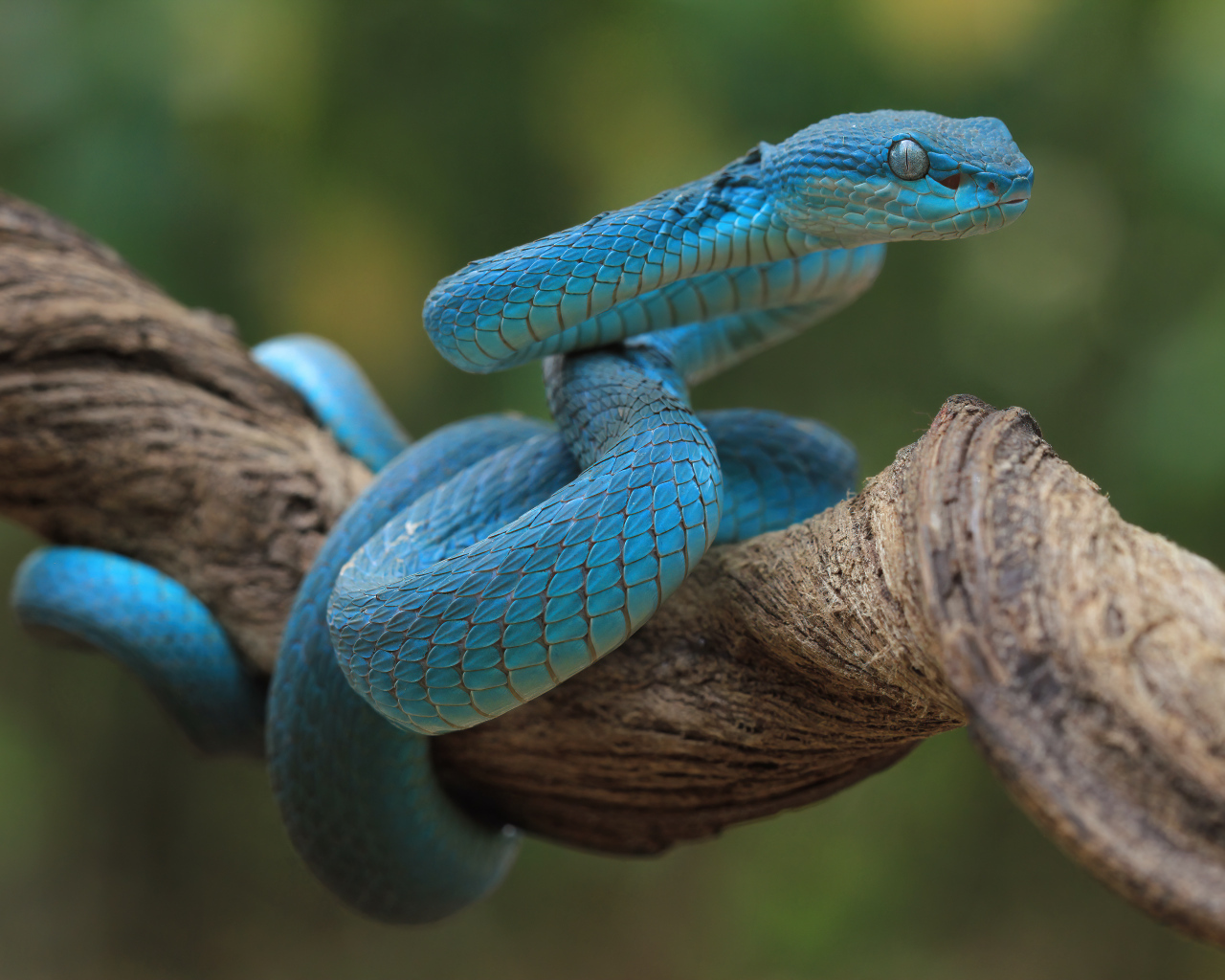 Голубая змея висит на ветке дерева