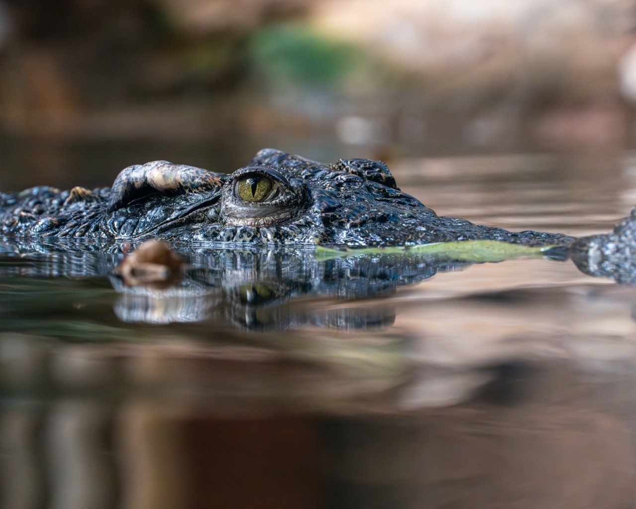 Крокодил прячется в воде