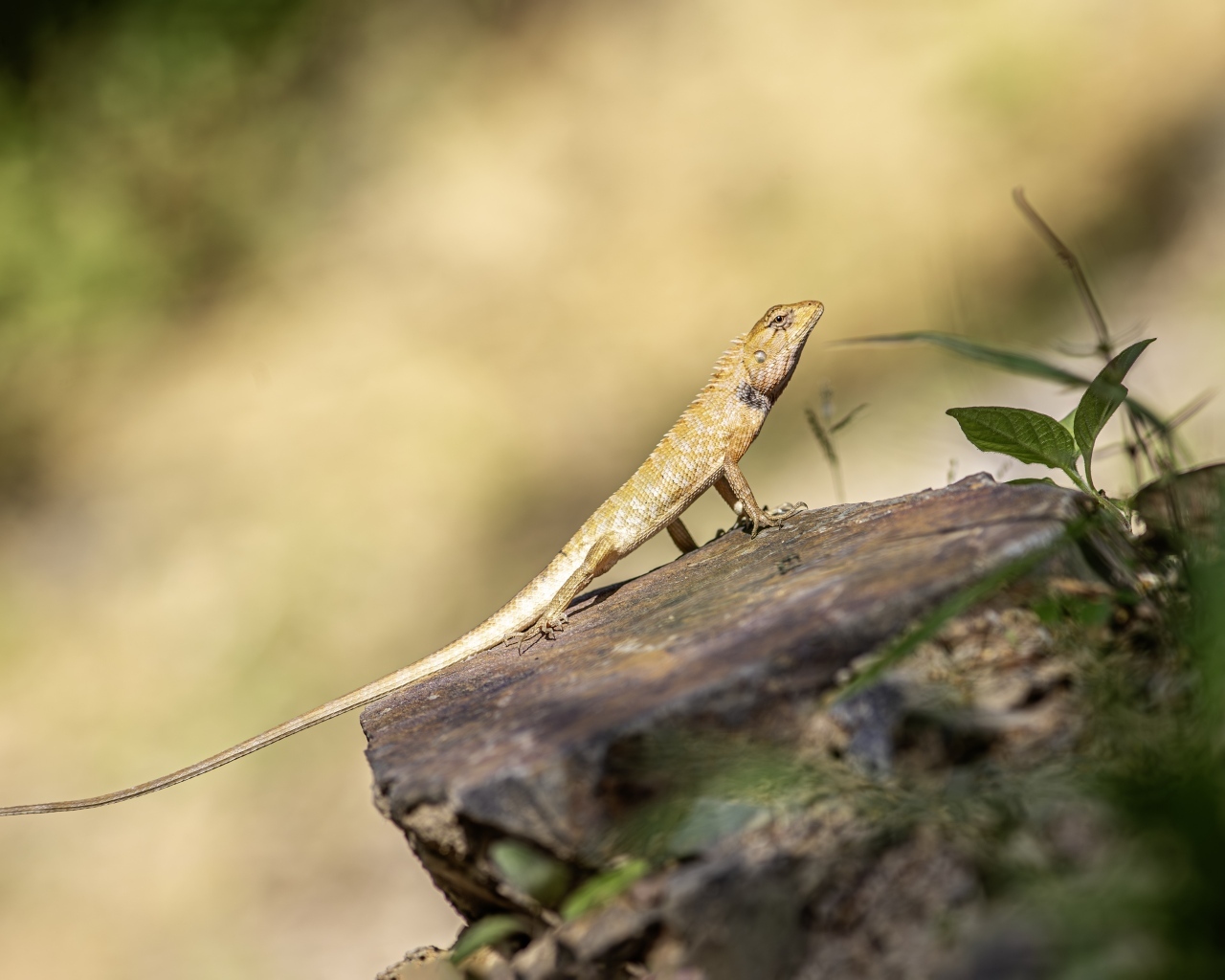 Садовая ящерица сидит на камне