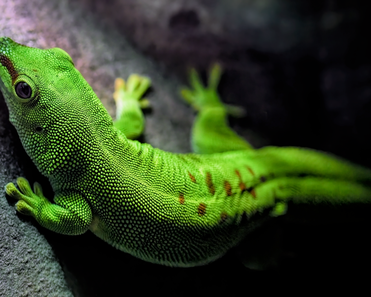 Зеленый мадагаскарский геккон на камне