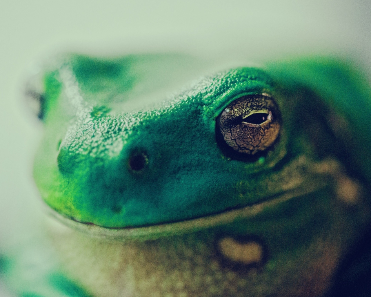 Голова зеленой лягушки крупным планом