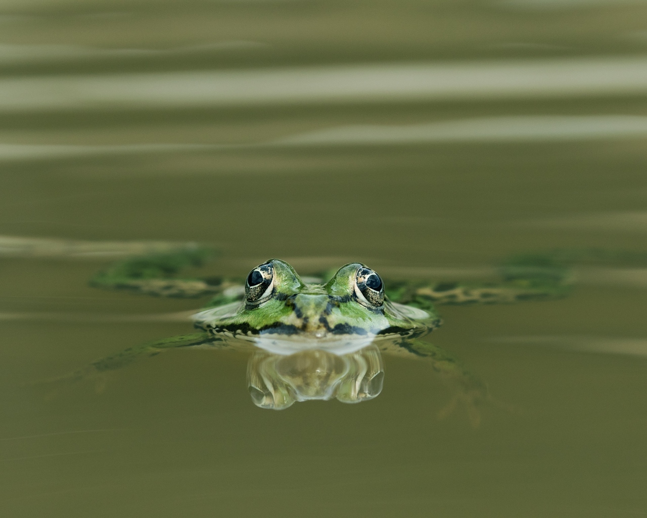 Зеленая лягушка прячется в воде