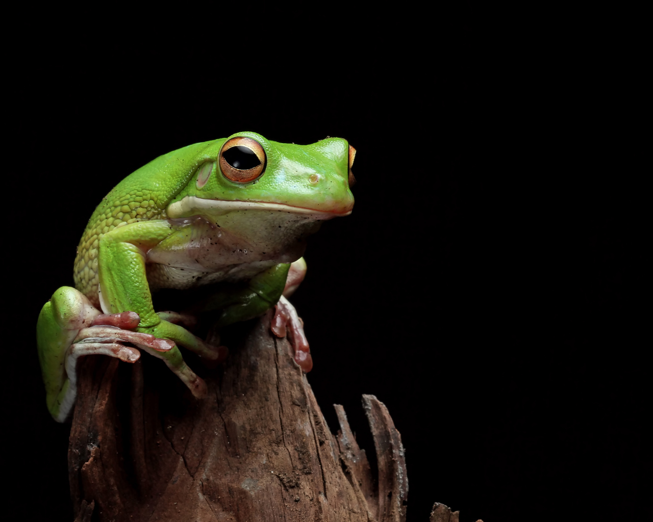 Зеленая лягушка сидит на сухой ветке 