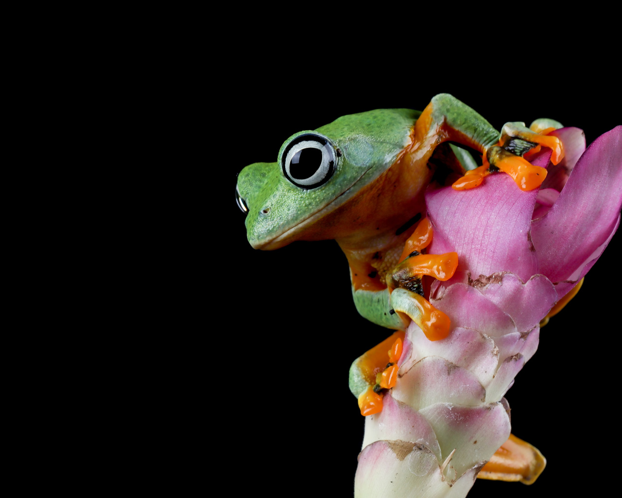 Зеленая лягушка сидит на розовом цветке на черном фоне