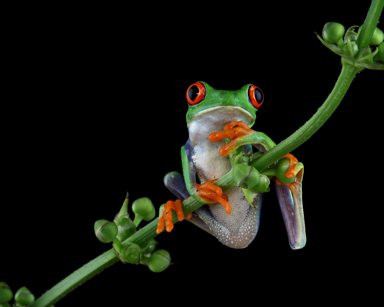 Зеленая лягушка с красными глазами висит на ветке