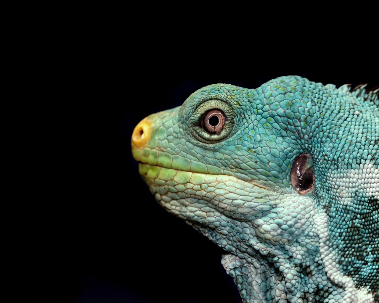 Голова зеленой игуаны на черном фоне