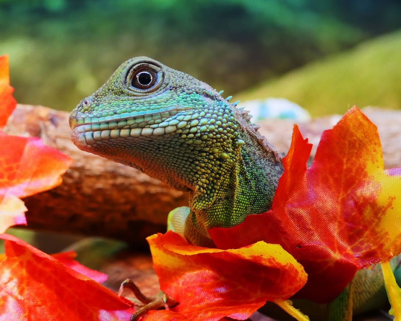 Зеленая ящерица в оранжевых листьях