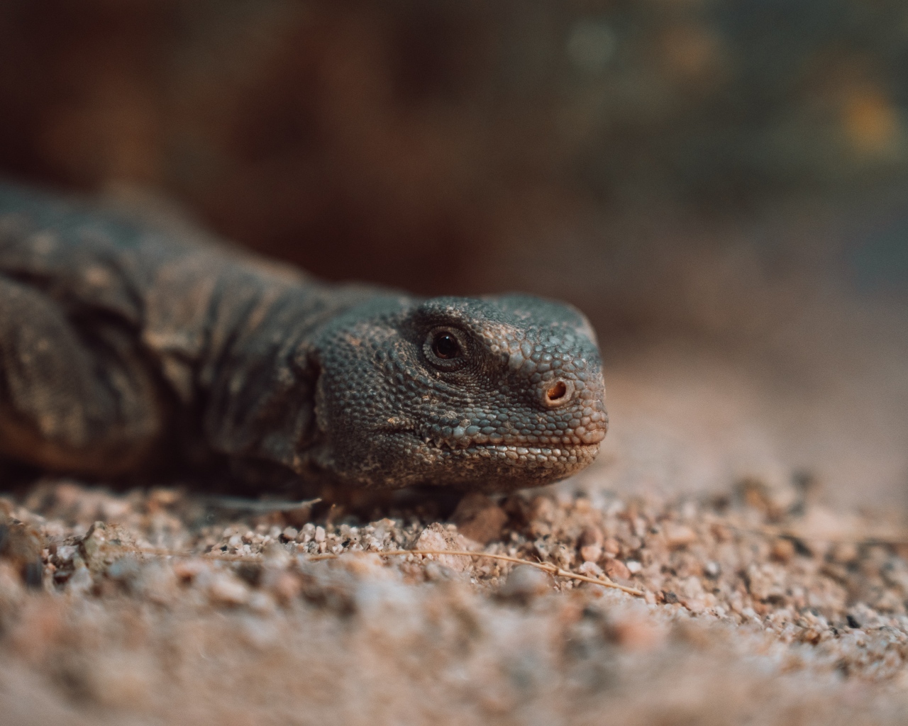 Дракон комодо на земле 