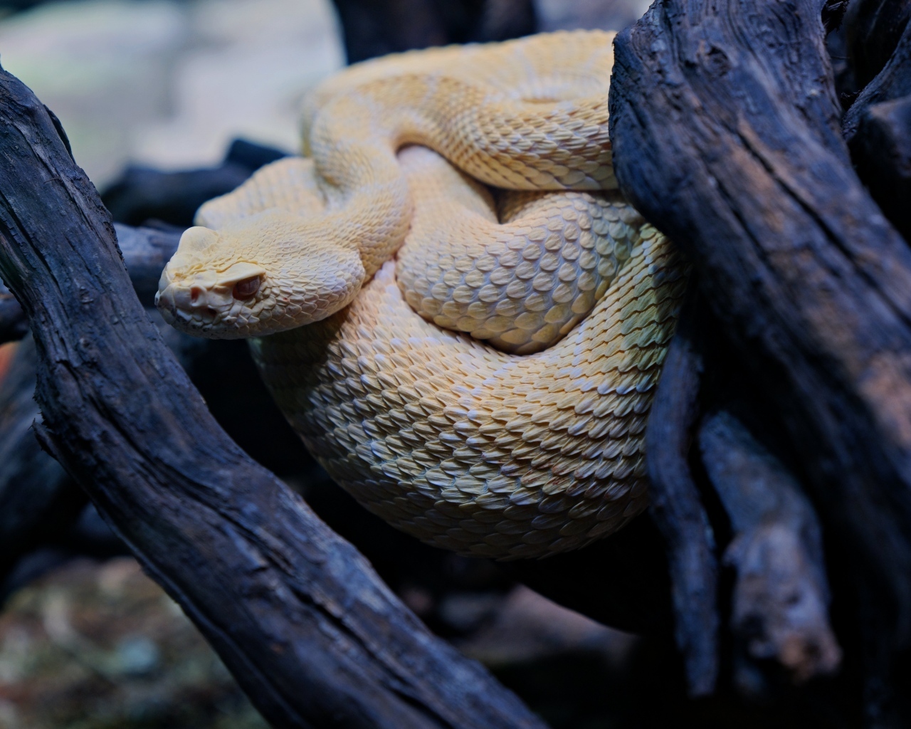 Большая западная гремучая змея в ветках
